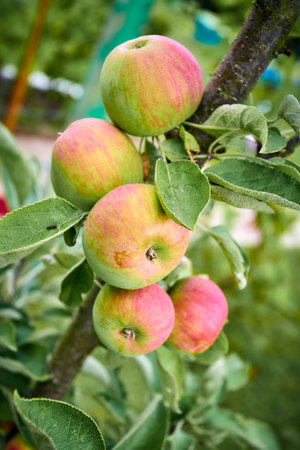 Ripe apples on a branch. Close-up view