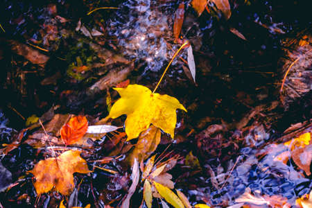 autumn leaves in water and rainy weatherの写真素材