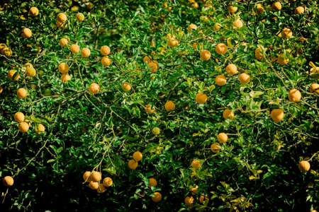 mandarin fruits on a tree. Orange tree. fresh orange on plantの写真素材