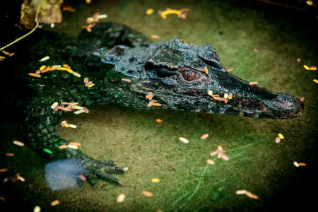 crocodile swims in swampy river or lake. Hunting crocodileの写真素材
