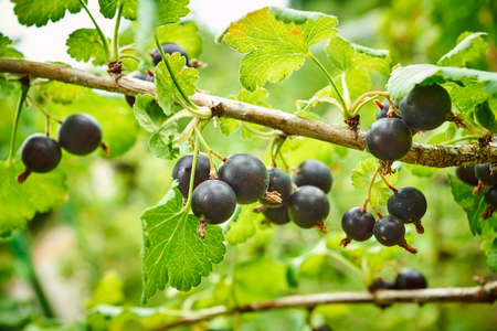 Black currant on the branch. Bush with black currantsの写真素材