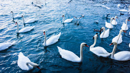 White swans  swimming in sea water in winterの写真素材