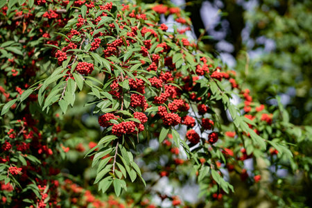 Common red elderberry, red-berried elder berries on the branch in the garden. Red elder on the...