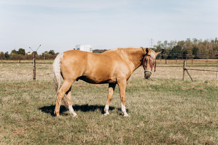 Horse farm. Horses on a horse farm. Horses graze on a horse farm.の写真素材