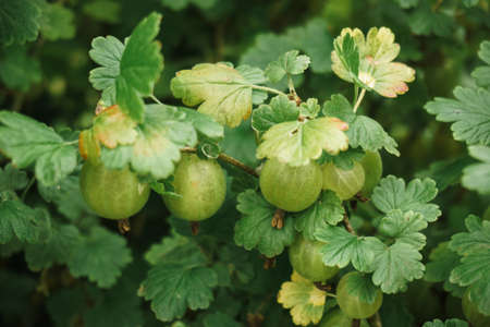 Fresh green gooseberries on a branch of gooseberry bush in the garden. Close-up view of gooseberriesの写真素材