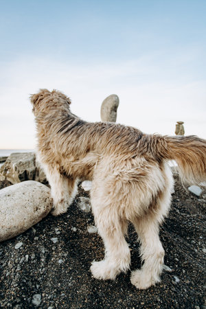 A figure of stones standing on top of each other against a blurred background of the sea shore. Near shapes of stones walking the dog. Dog admires the seascapeの写真素材