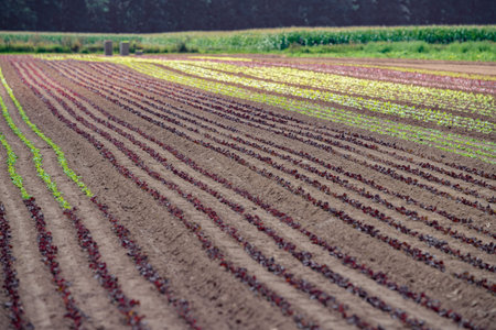 Rows of lollo rosso and lollo bianco. Newly planted lollo rosso and lollo biancoの写真素材
