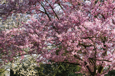 Cherry Blossom Path in a Tranquil Garden