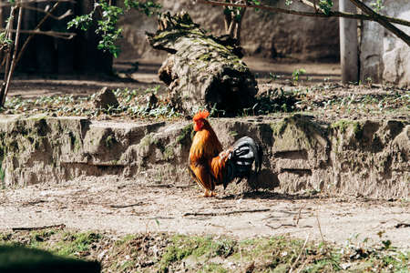 Beautiful portrait of a rooster. A rooster walks on the ground.の写真素材