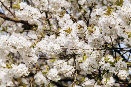 Branches of a flowering Apple tree. Blooming Apple tree in the white garden