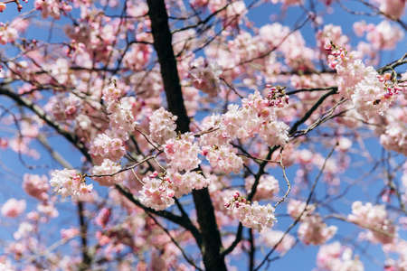 Flowering branches of cherry blossoms against a beautiful blue sky.の写真素材