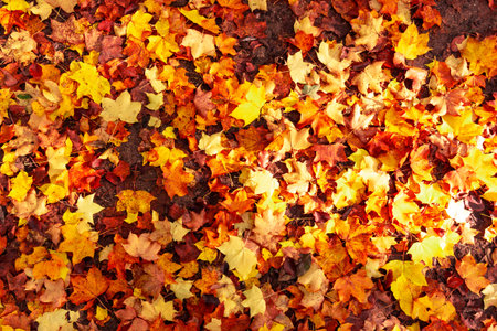 Fall leaves background. autumnal maple leaves