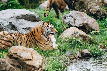 The tiger has caught the hare and is eating itの写真素材