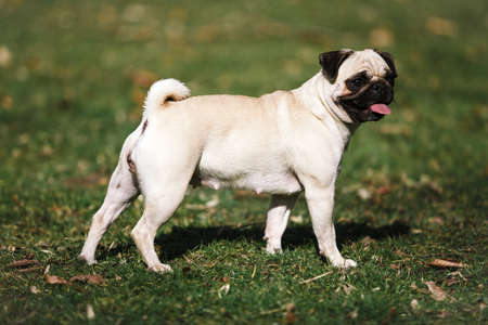 Pug walks in the Park in warm summer weatherの写真素材