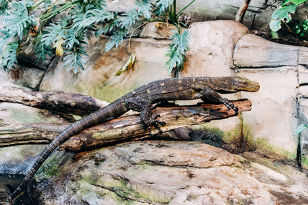 Papuan monitor Lizard climbs out of the water in the national reserve