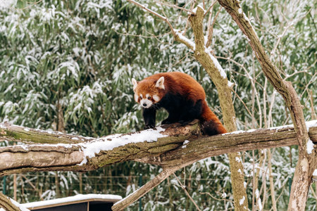 Red Panda climbs a tree in winter with green bushes in the background
