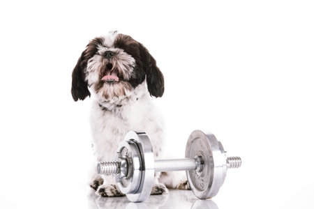 Adorable dog with dumbbells on white backgroundの写真素材