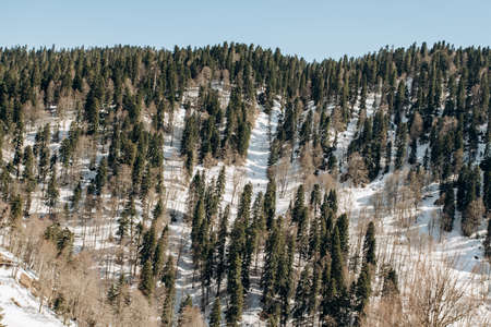 Pine trees in the mountains. Snow lies in the mountainsの写真素材