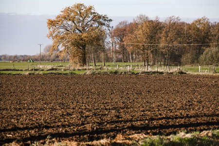 Plowed field near the trees. The trees in the background of a plowed fieldの写真素材
