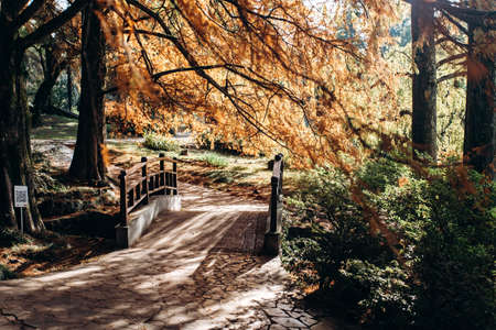 Very picturesque small bridge in the Park. Autumn foliage on a Sunny day.の写真素材