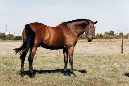 Horse farm. Horses on a horse farm. Horses graze on a horse farm.の写真素材