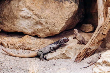 Lizard in the Park basking in the sunの写真素材