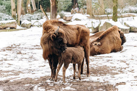 Bison in the reserve. Representatives of wild European bulls in the winter forest. Brown European Bison in winterの写真素材
