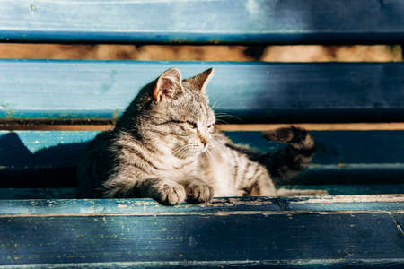 A gray cat sits on a wooden bench near the house. Cute gray cat sitting on a wooden bench outdoors.の写真素材