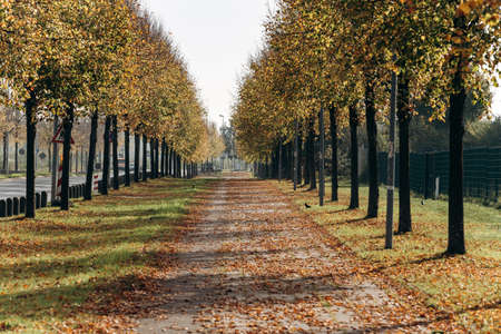 Sandy road in the Park. Beautiful road through the Park. The road near the treesの写真素材