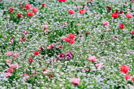 Field of blooming tulips. Wallpaper of flowers. Wallpaper of tulips.