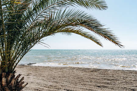 Sea view from behind a palm tree. Beautiful sea viewの写真素材