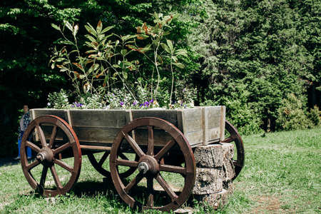 Old wheeled cart with flowers in parksの写真素材
