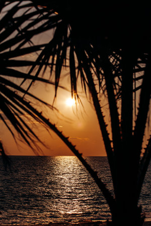 Beautiful sunset from behind a palm treeの写真素材
