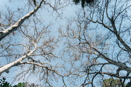 Crowns of trees against the blue skyの写真素材