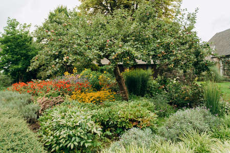 Apple tree in the garden, with ripe apples ready for harvestの写真素材