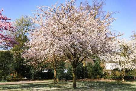 Flowering Apple tree in the garden