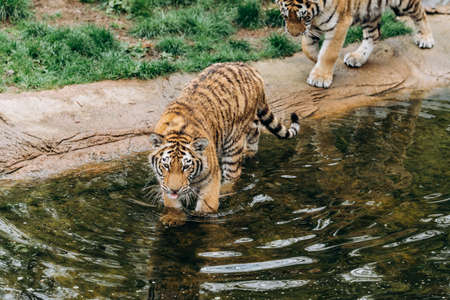 A tiger walks on the water on a Sunny dayの写真素材