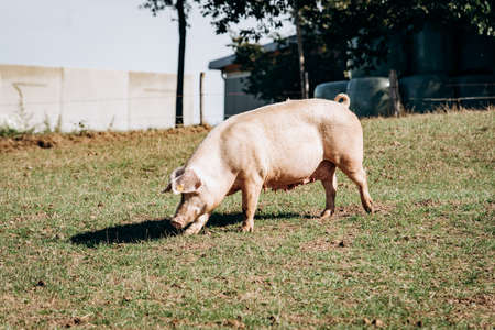 Pigs graze on the farm. Pigs and farm.の写真素材