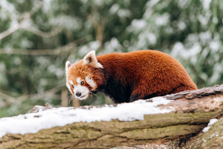 Red Panda climbs a tree in winter with green bushes in the backgroundの写真素材