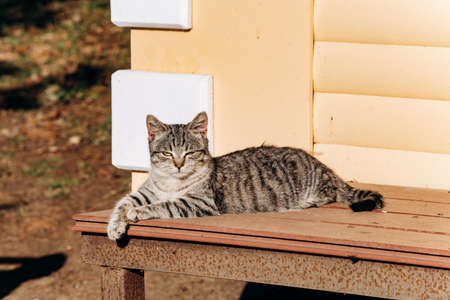 A gray cat sits on a wooden bench near the house. Cute gray cat sitting on a wooden bench outdoors.の写真素材