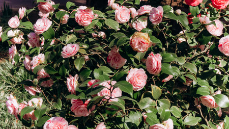 Japanese Camellia blooming on the bushes. Beautiful Camellia flowers. Camellia flowers on the branchesの写真素材