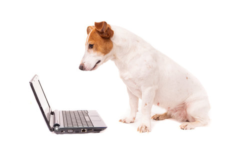 jack russell dog using a computer and browsing the internetの写真素材