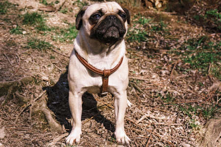 Pug walks in the Park in warm summer weatherの写真素材