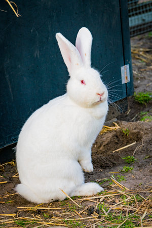 white rabbit playing in the garden 