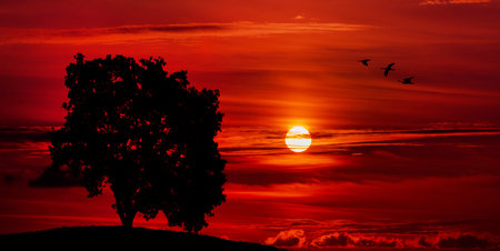 sunset time  with big tree and birds. Old Beautiful Oaktree At Sunset