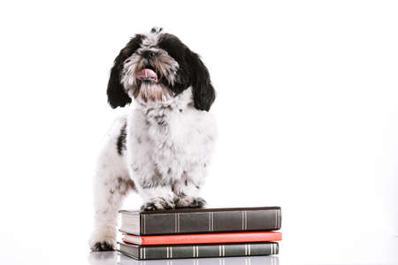 Cute dog with books on white backgroundの写真素材