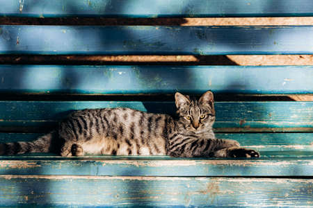 A gray cat sits on a wooden bench near the house. Cute gray cat sitting on a wooden bench outdoors.の写真素材