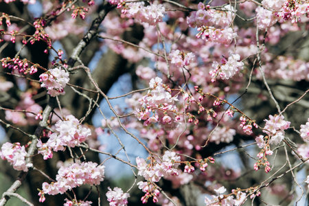 Branches of a flowering Apple tree close-up.