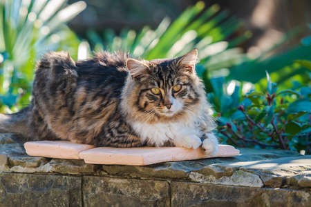 cats on the embankment of the city of Sochiの写真素材