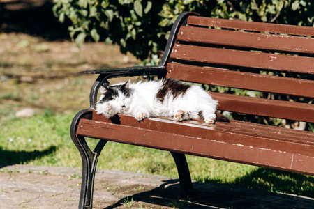 a black and white cat sleeps on a bench on a Sunny summer day. Cat sweetly sleeping.の写真素材